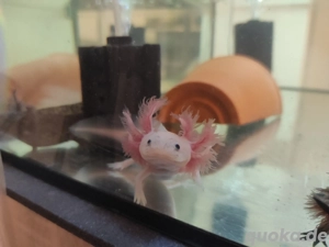 Axolotl Jungtiere, noch 2 Stück 
