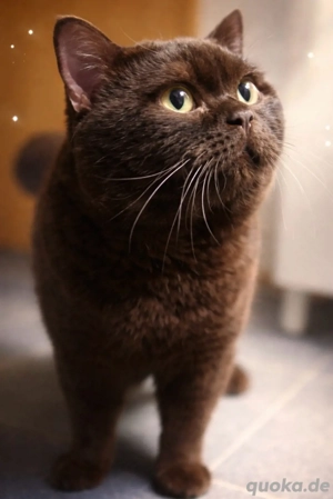 Bkh Deckkater chocolate