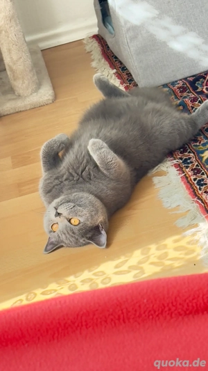 BKH Katze   kinderloses Zuhause gesucht