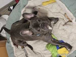 Verkaufe einen Frops das ist eine Mischung Französischen Bulldogge und Mops