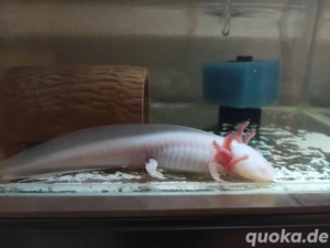 Axolotl Albino Weißling 
