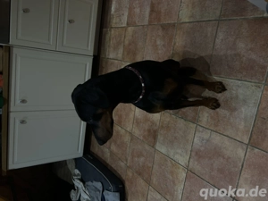 Dobermann-Hündin Erna ( reserviert ) 