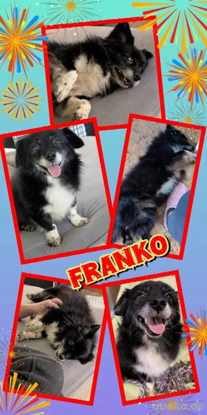 sehr lieber, kleiner, menschenbezogener, verkuschelter Rüde "Franko" sucht ein Zuhause 