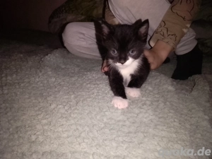 Katzenbaby in 4 Wochen anzugeben ist gerade 5 Wochen alt  