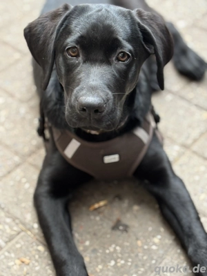 Labrador Weibchen 