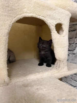 bkh kitten suchen neue zuhause 