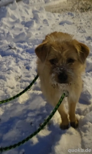 Peggy, kleiner, hübscher Wuschel sucht Familie