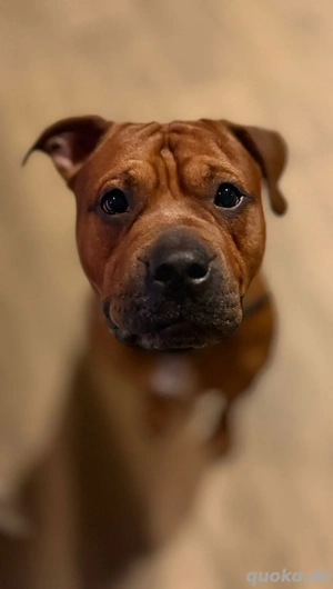 Balu sucht sein forever home Bild 5