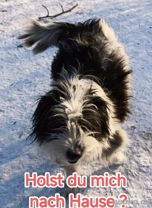 Gismo braucht ein richtiges Zuhause für immer