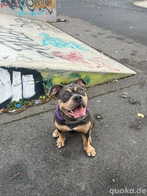 Old English bulldog OEB