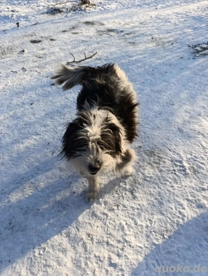 Gismo braucht ein richtiges Zuhause für immer Bild 10