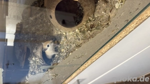 4 Wüstenrennäuse zu verkaufen 