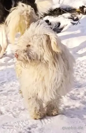 Baobao - ein tapferer Rüde sucht ein liebevolles Zuhause Bild 2