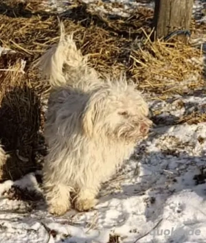 Baobao - ein tapferer Rüde sucht ein liebevolles Zuhause Bild 3