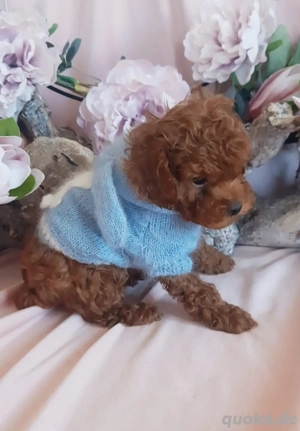  Asiatische Toy Pudel Welpe 