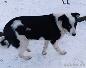 Lio-Lee hätte gerne ein liebevolles Zuhause für immer
