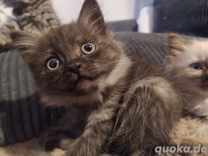 Nur noch diese Süße sucht ein Zuhause!Siam Perser Mix Mädchen bereit für die weite Welt