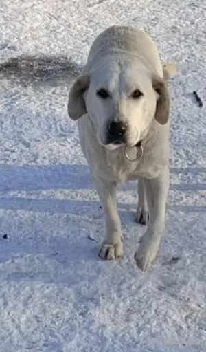Malka sucht ein liebevolles Zuhause für immer
