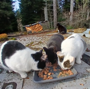 Liebevolles Zuhause gesucht