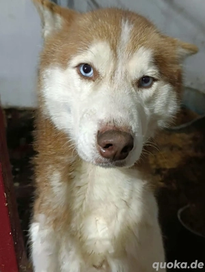 Memphis - wunderschöner Rüde sucht seine Menschen  Bild 2