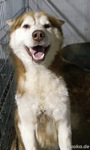 Memphis - wunderschöner Rüde sucht seine Menschen 