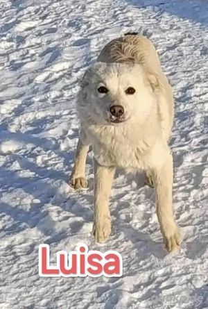 Luisa sucht ihr Zuhause für immer