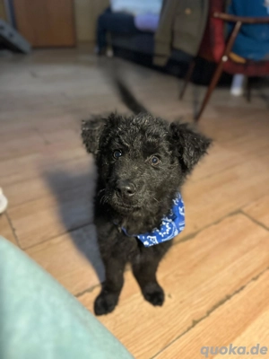 Hübscher Welpe sucht Zuhause