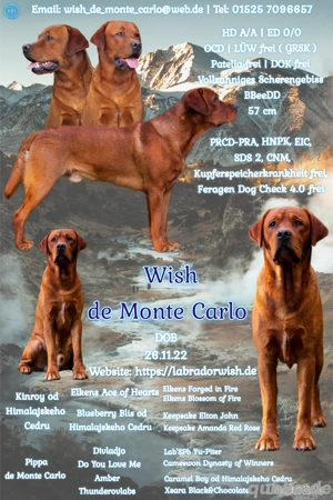 Labrador Deckrüde FCI in gelb   foxred Bild 10