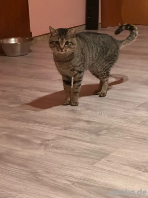 Wunderschöner Kater  Bild 2