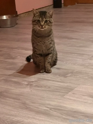 Wunderschöner Kater 