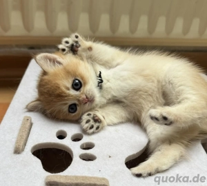 Reinrassige Black golden BKH Kitten mit Stammbaum