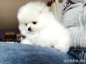 Pomeranian-Welpen-Adoption