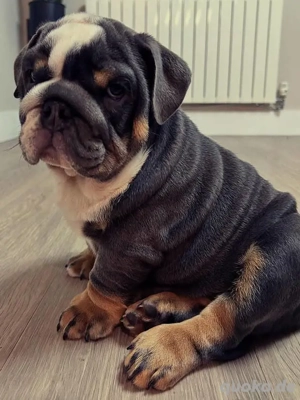 englische Bulldoggenwelpe
