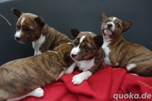 Basenjis of African Taifun L-Wurf - Basenji Welpen aus liebevoller Familienzucht mit Papieren