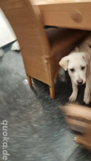 Molly sucht ein Traumzuhause