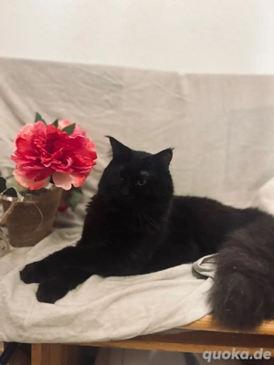Großer Maine Coon Deckkater