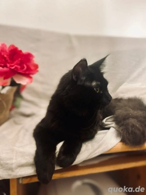 Großer Maine Coon Deckkater Bild 5