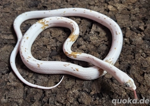 Caramel Palmetto High Color 2023