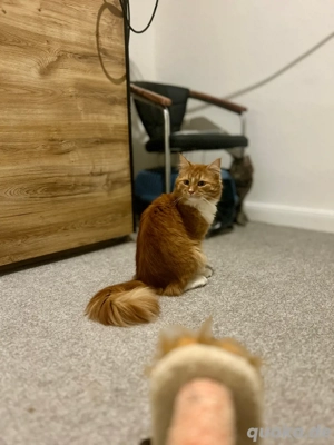 Reinrassiger Maine Coon Deckkater Bild 5