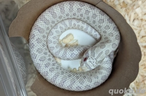 Arctic Snow, Arctic Axanthic het Albino - Heterodon nasicus, Hakennasennatter