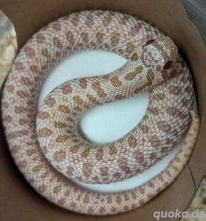 1.0 Superarctic Albino het Axanthic (Snow) - Heterodon nasicus, Hakennasennatter 