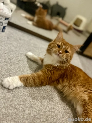Reinrassiger Maine Coon Deckkater Bild 4