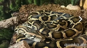 Gebe Tiger Python Tigerpython ab 