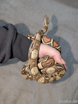 Boa constrictor 100% het VPI