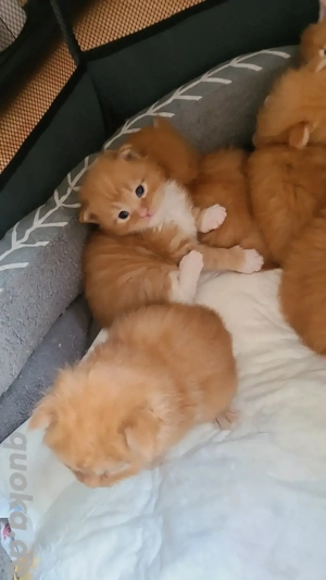 Main Coon XXL Kitten