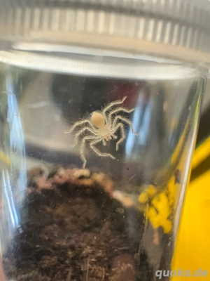 Heteropoda davidbowie