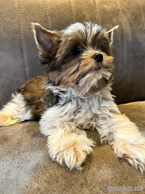   Yorkshire Terrier Rüden mit Ahnentafel zu sofort abzugeben 