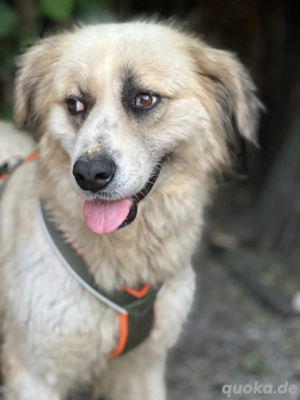 Savanna sucht Bürsten schwinger und Kuschelpartner