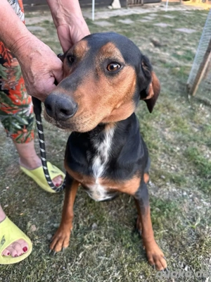 Soziale Soraya auf der suche nach ihrem Körbchen