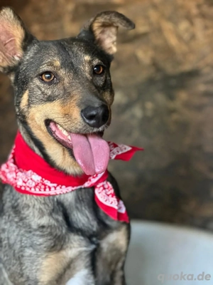 Bambi sucht ihr für immer zuhause